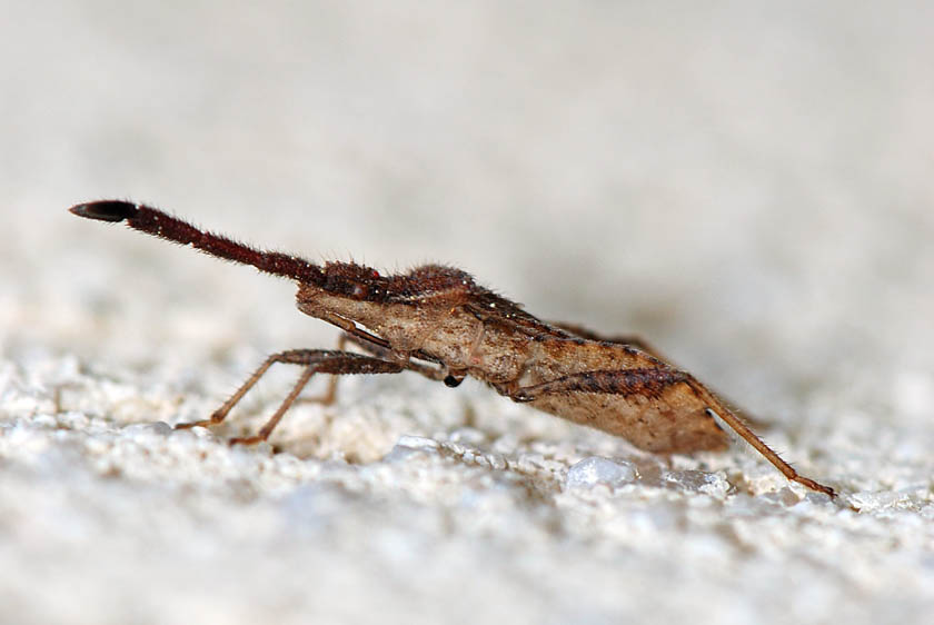 Coreidae: Coriomeris denticulatus dei dintorni di Vicenza
